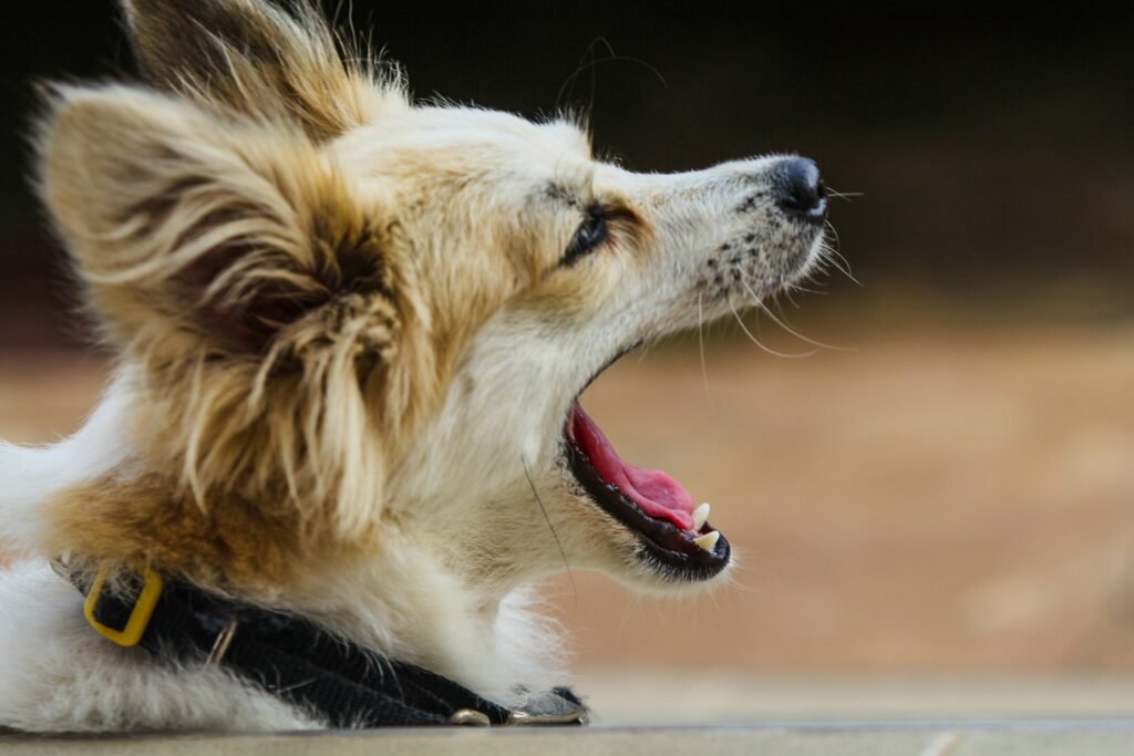 How can I tell if my dog is happy? Expert Signs How can I tell if my dog is happy? Expert Signs