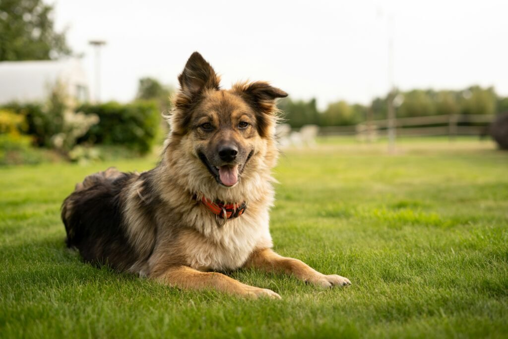 How can I tell if my dog is happy? Expert Signs How can I tell if my dog is happy? Expert Signs