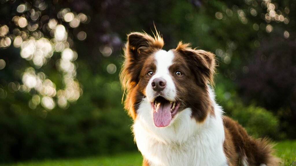 How can I tell if my dog is happy? Expert Signs How can I tell if my dog is happy? Expert Signs