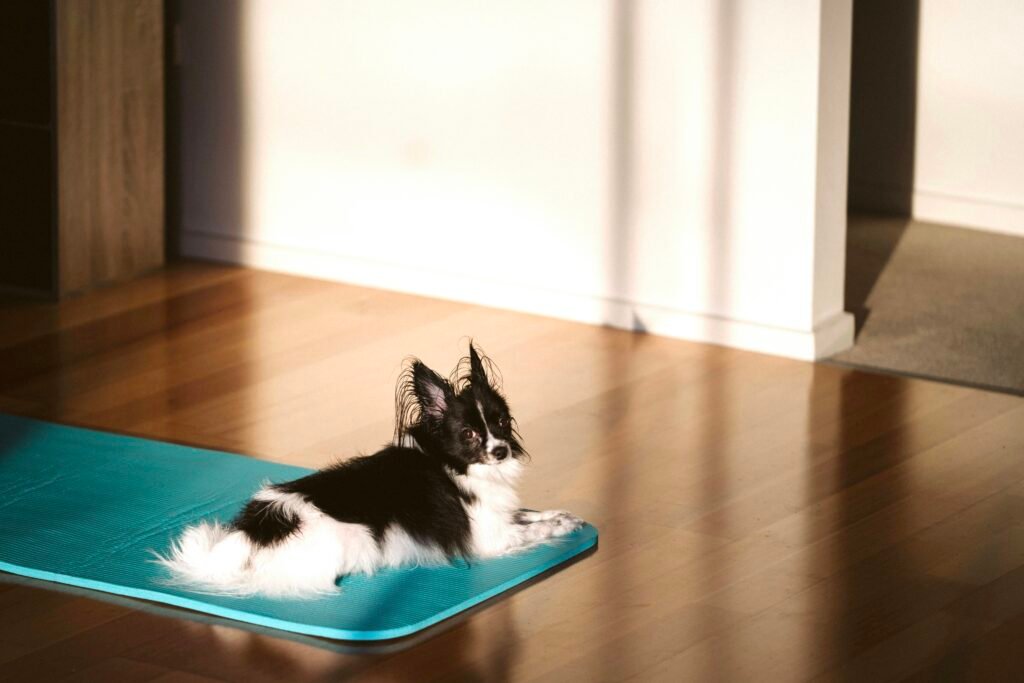 Is it ever too late to train a dog? Essential Steps