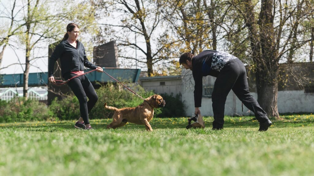 Is it ever too late to train a dog? Essential Steps