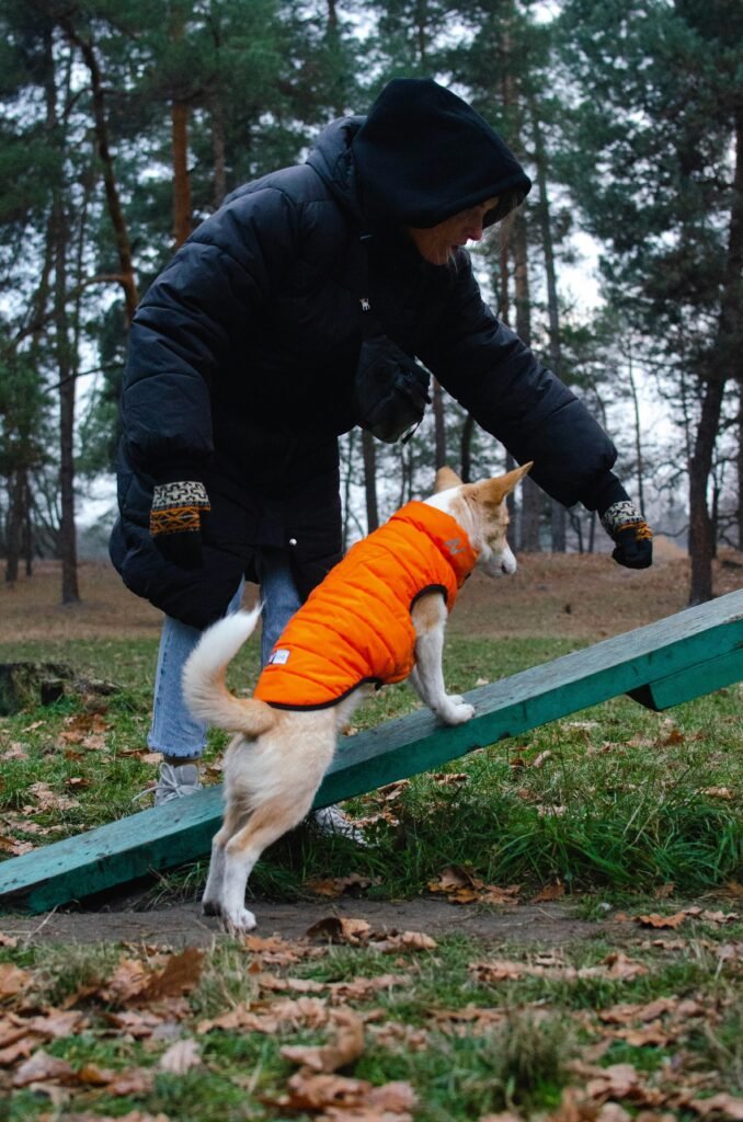 Is it ever too late to train a dog? Essential Steps