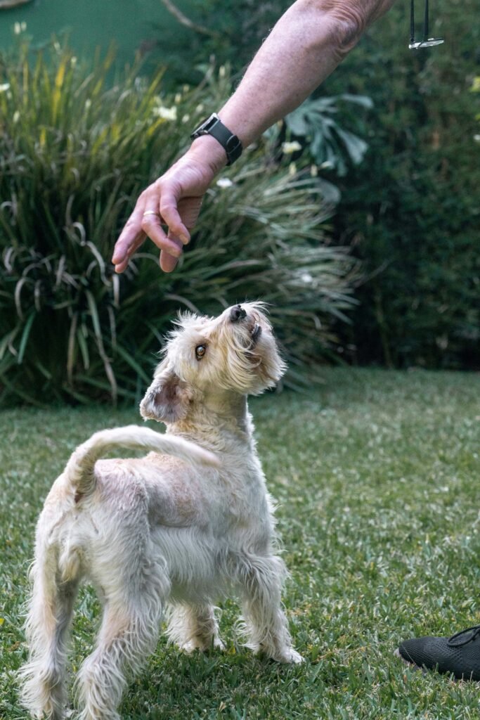 Is too old for dog training? Expert 7-Step Plan 2026