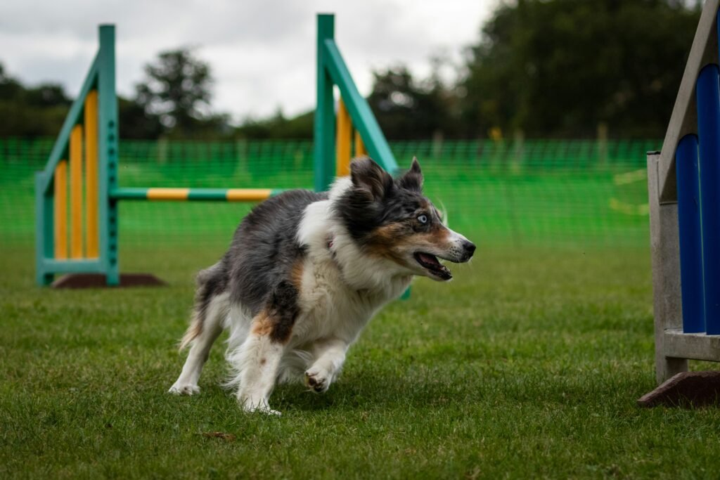 Is too old for dog training? Expert 7-Step Plan 2026