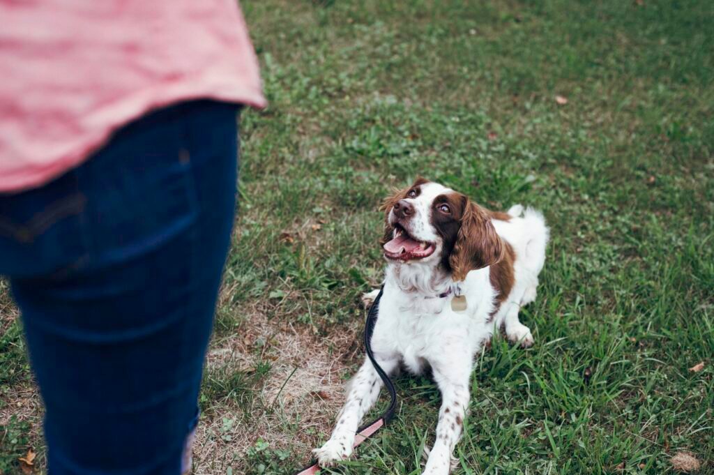 What are common dog training mistakes? Essential Tips