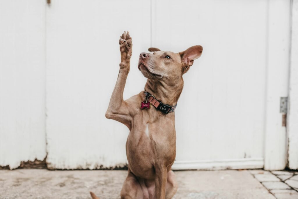 What are common dog training mistakes? Essential Tips