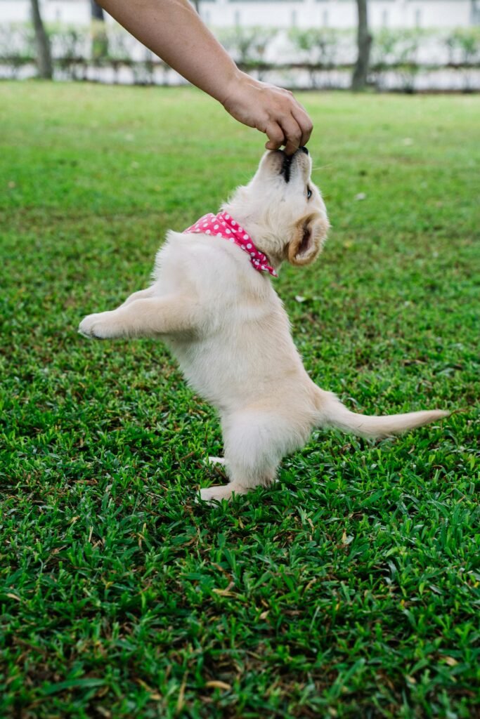 What are the five golden rules of dog training? — Essential Tips What are the five golden rules of dog training? — Essential Tips