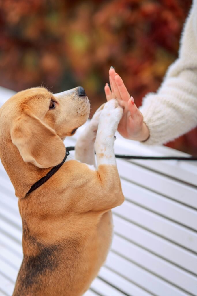 What are the five golden rules of dog training? — Essential Tips What are the five golden rules of dog training? — Essential Tips