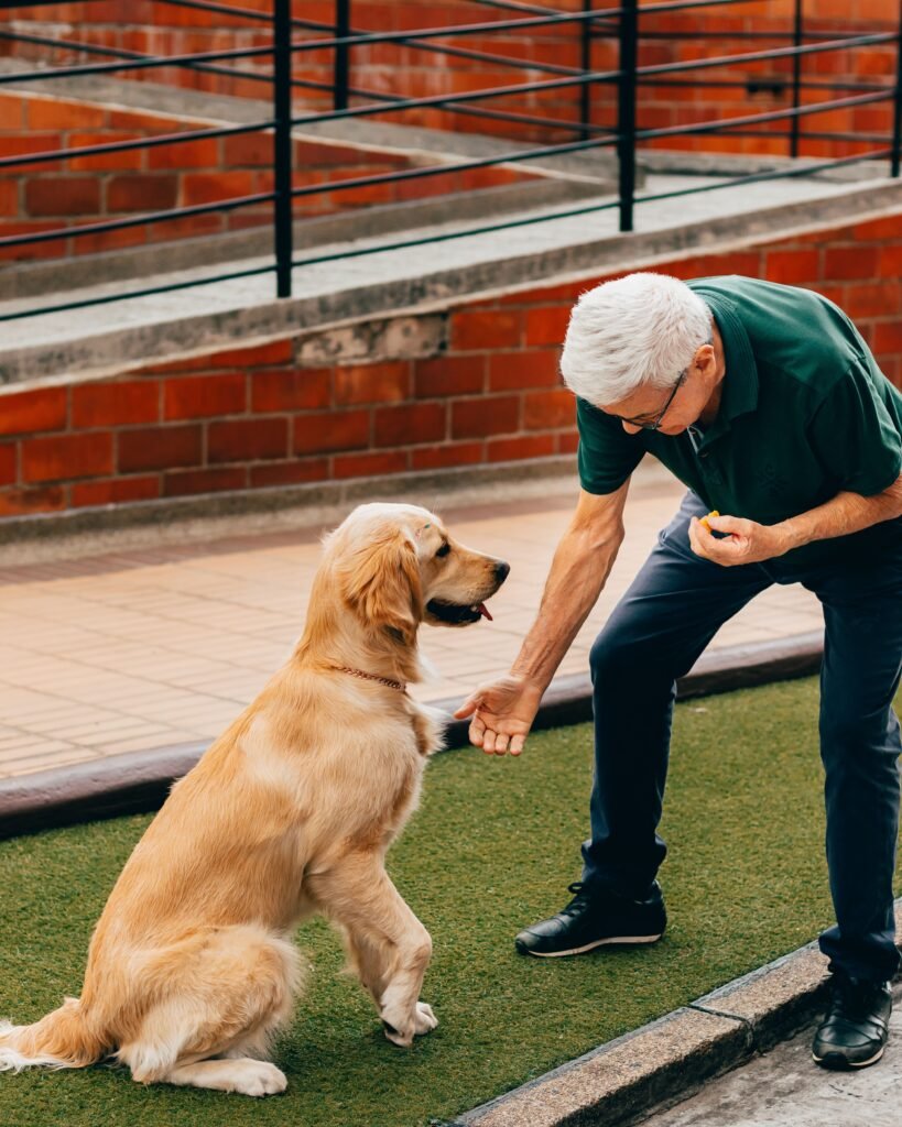 What are the five golden rules of dog training? — Essential Tips What are the five golden rules of dog training? — Essential Tips