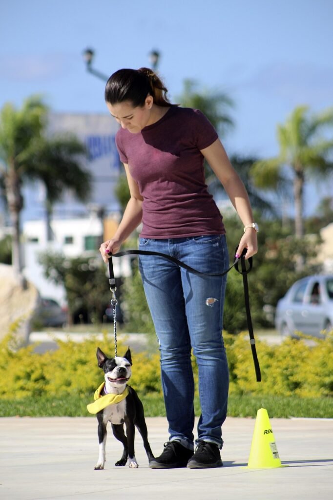 What Are The Seven Commands Of Dog Training? What Are The Seven Commands Of Dog Training?