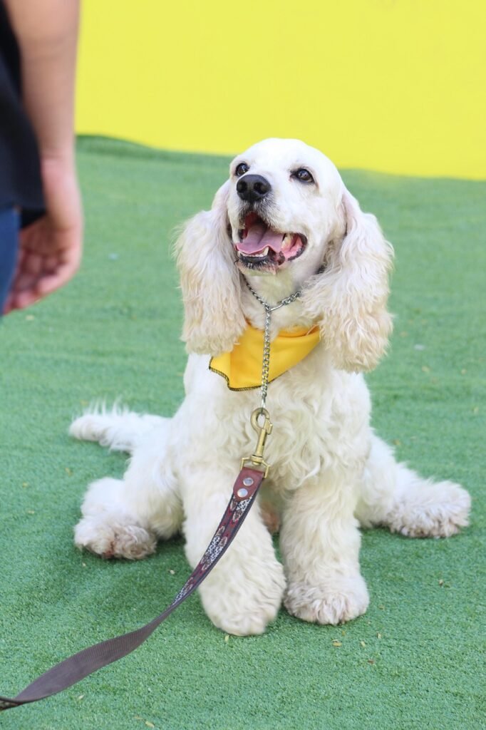 What Are The Seven Commands Of Dog Training? What Are The Seven Commands Of Dog Training?