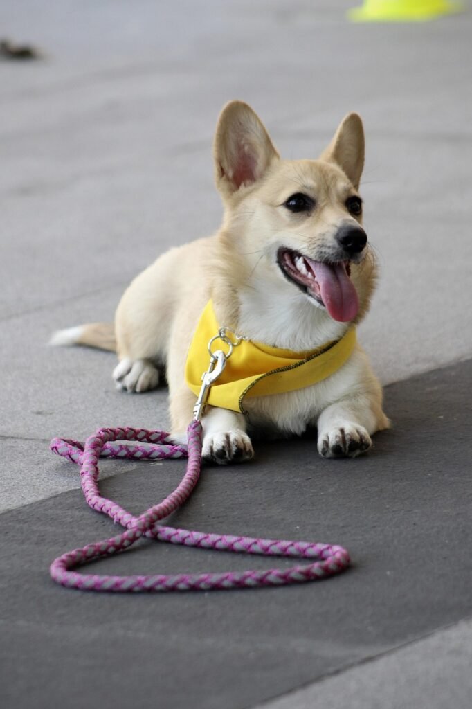 What Are The Seven Commands Of Dog Training? What Are The Seven Commands Of Dog Training?