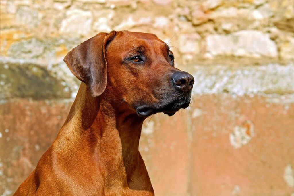 What dog breeds are easiest to train? Proven Picks What dog breeds are easiest to train? Proven Picks
