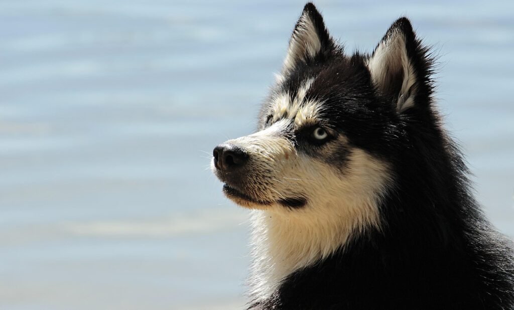 What dog breeds are easiest to train? Proven Picks What dog breeds are easiest to train? Proven Picks