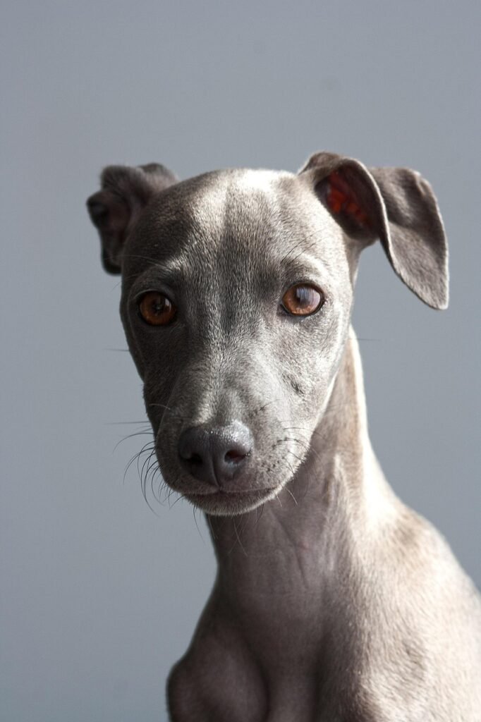 What dog breeds are easiest to train? Proven Picks What dog breeds are easiest to train? Proven Picks