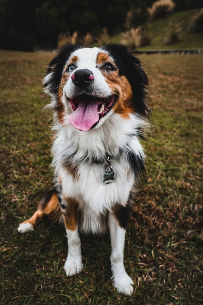 Whats the best age to train a dog? Expert Tips (2026 Guide) Whats the best age to train a dog? Expert Tips (2026 Guide)