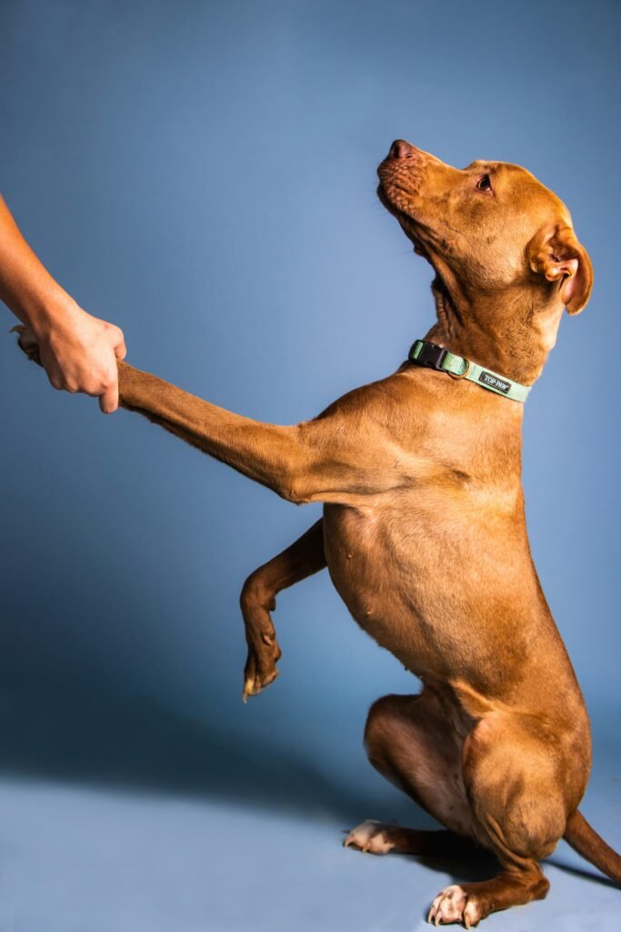 Whats the easiest trick to teach a dog? Proven Steps Whats the easiest trick to teach a dog? Proven Steps